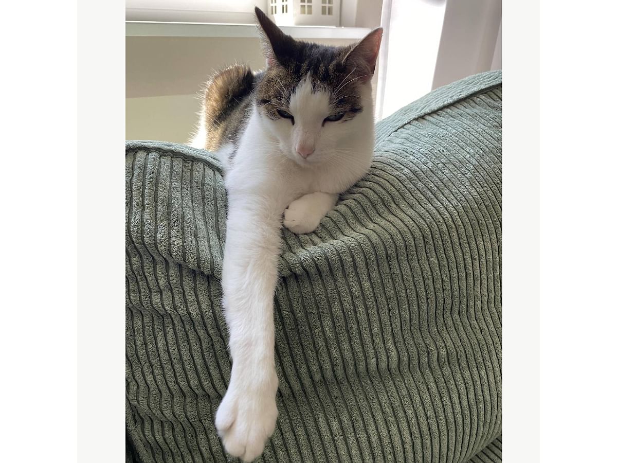 Cover for NYHAMN 3-seat sofa bed, quilted with diamonds - Nyhamn - tkanina na wiele lat